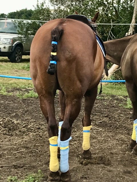 A horse with plaited and beribboned tail, viewed from the back