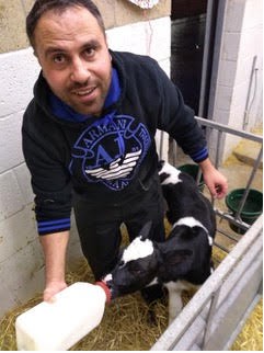 Refugee man feeding a calf