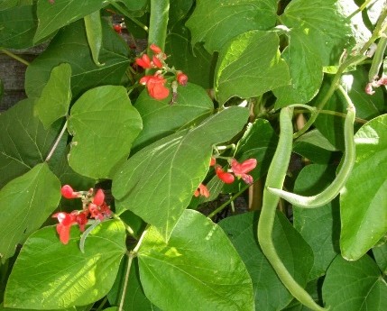 Runner-bean plants with red flowers and long green beans.